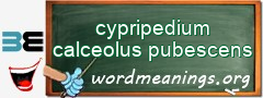 WordMeaning blackboard for cypripedium calceolus pubescens